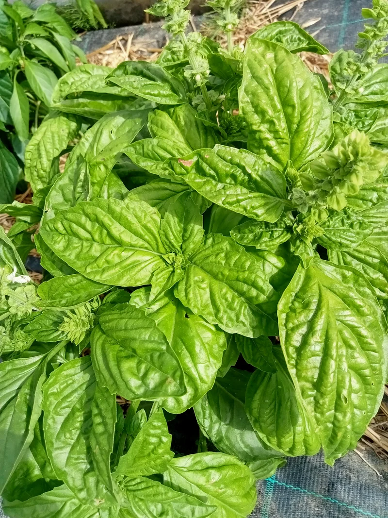 Basilic Géant Mammouth