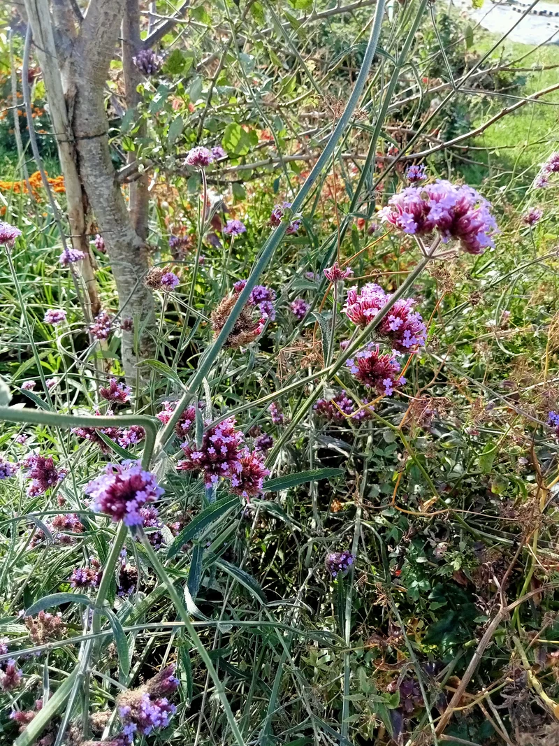 Verveine de Buenos Aires