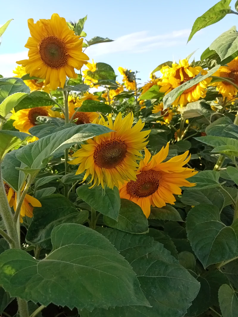 Tournesol en Mélange