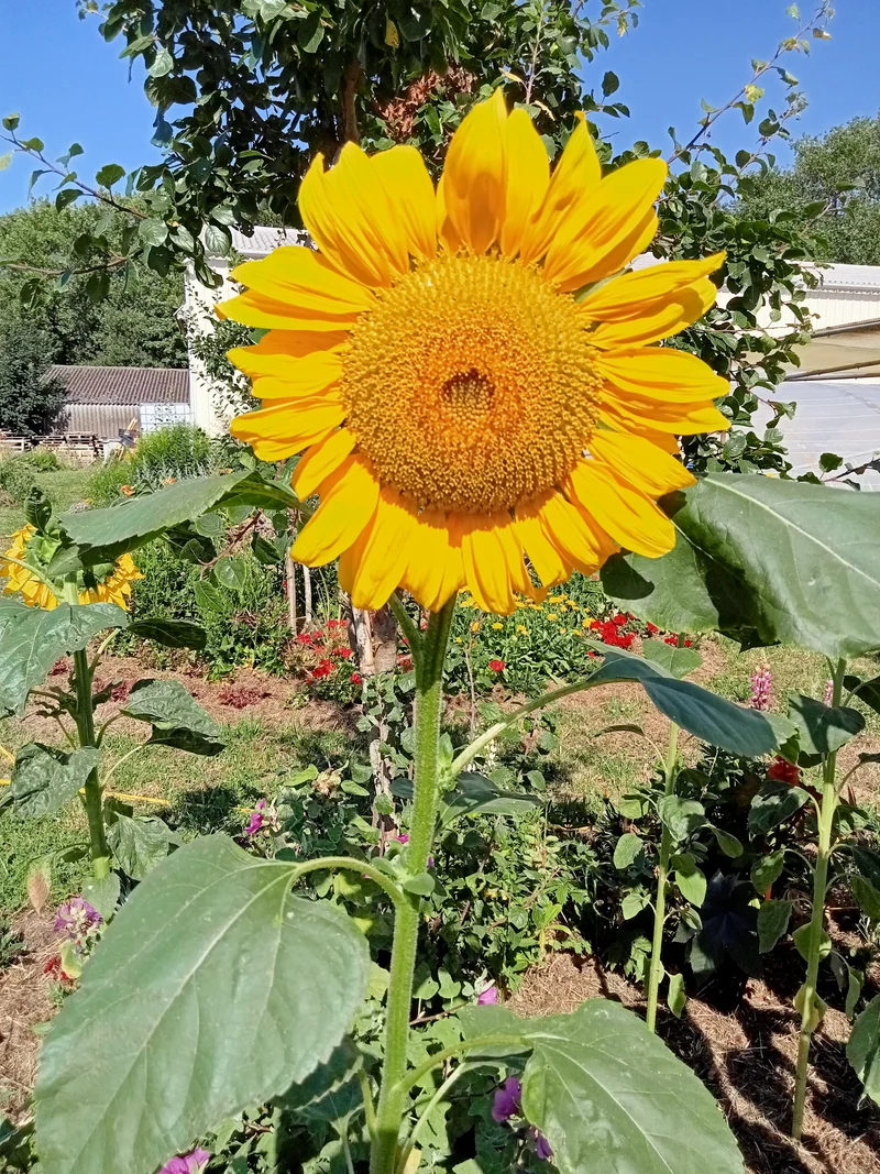 Tournesol en Mélange