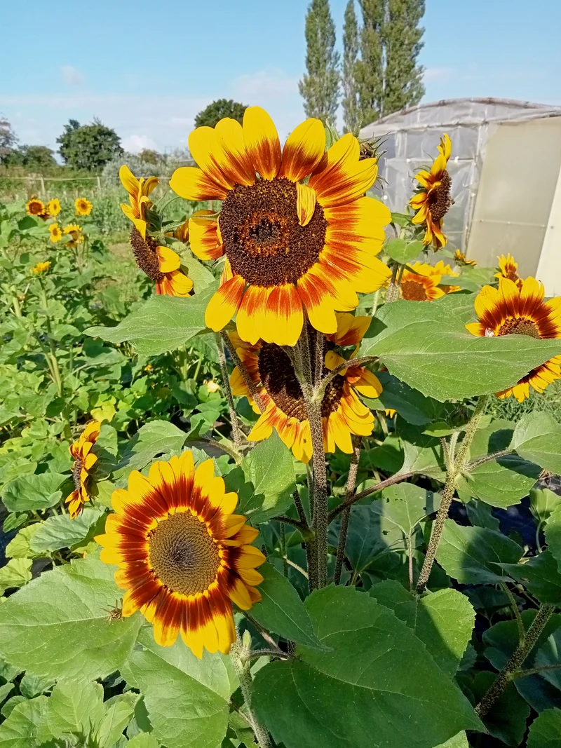 Tournesol en Mélange