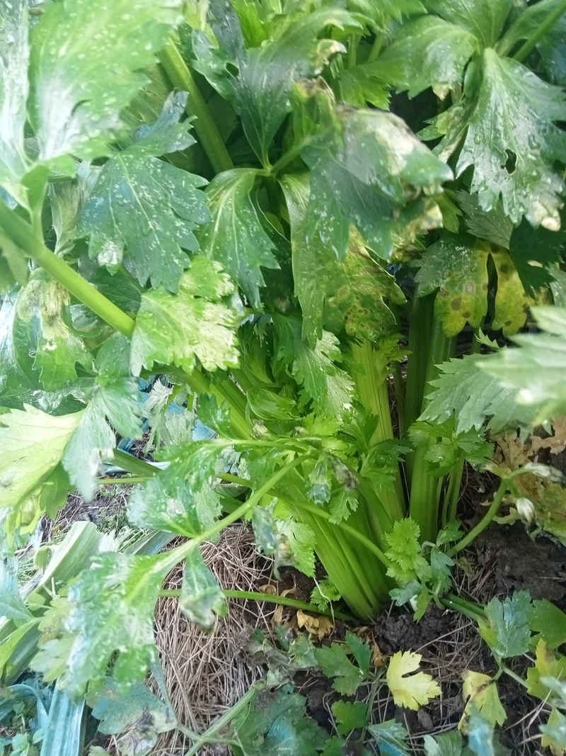 Céleri Branche vert d'Elne