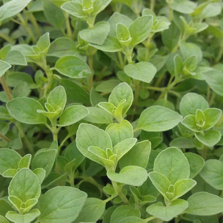 Origan