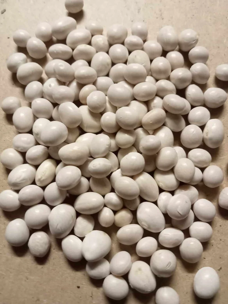 Haricot à rames à écosser Coco Gros Sophie