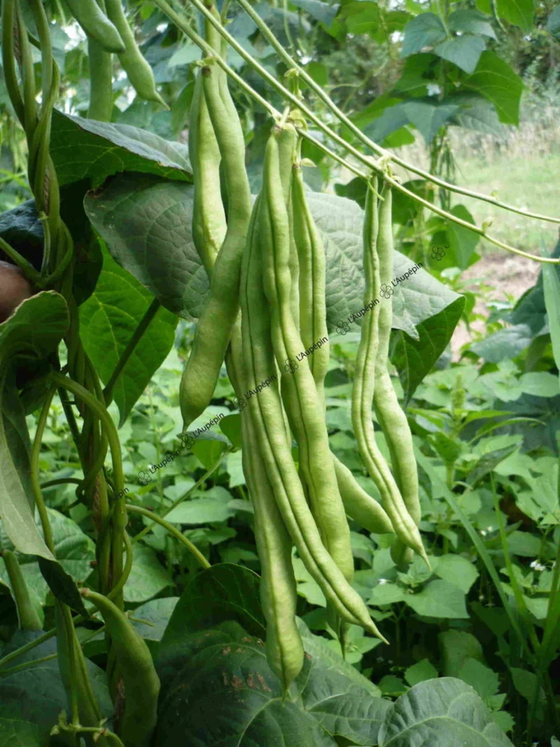 Haricot à rames Mangetout Phénomène