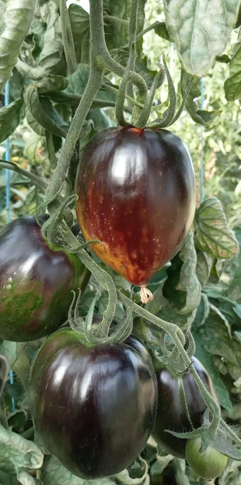 tomate gargamel