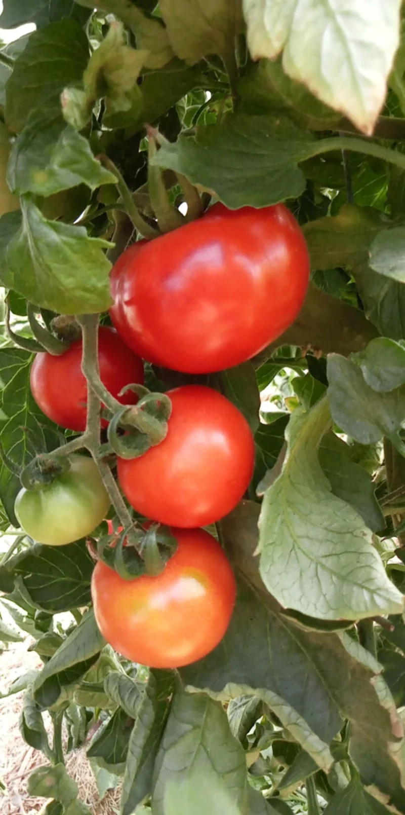 Tomate Sasha Altaï