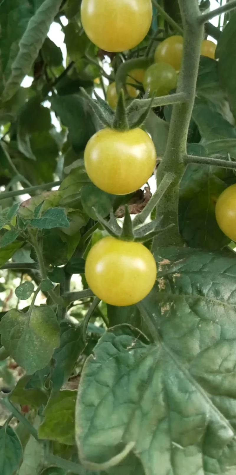 Tomate Cerise Petit Moineau Blanc