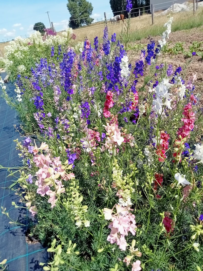 Fleurs annuelles mélange