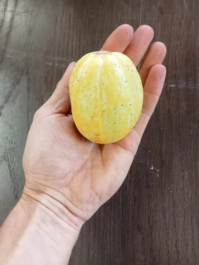Concombre Lemon