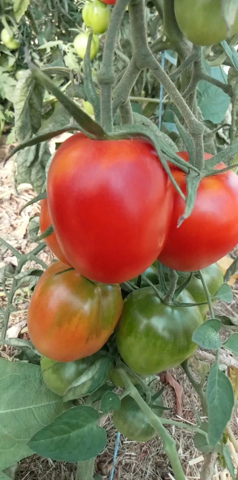 Tomate De Berao