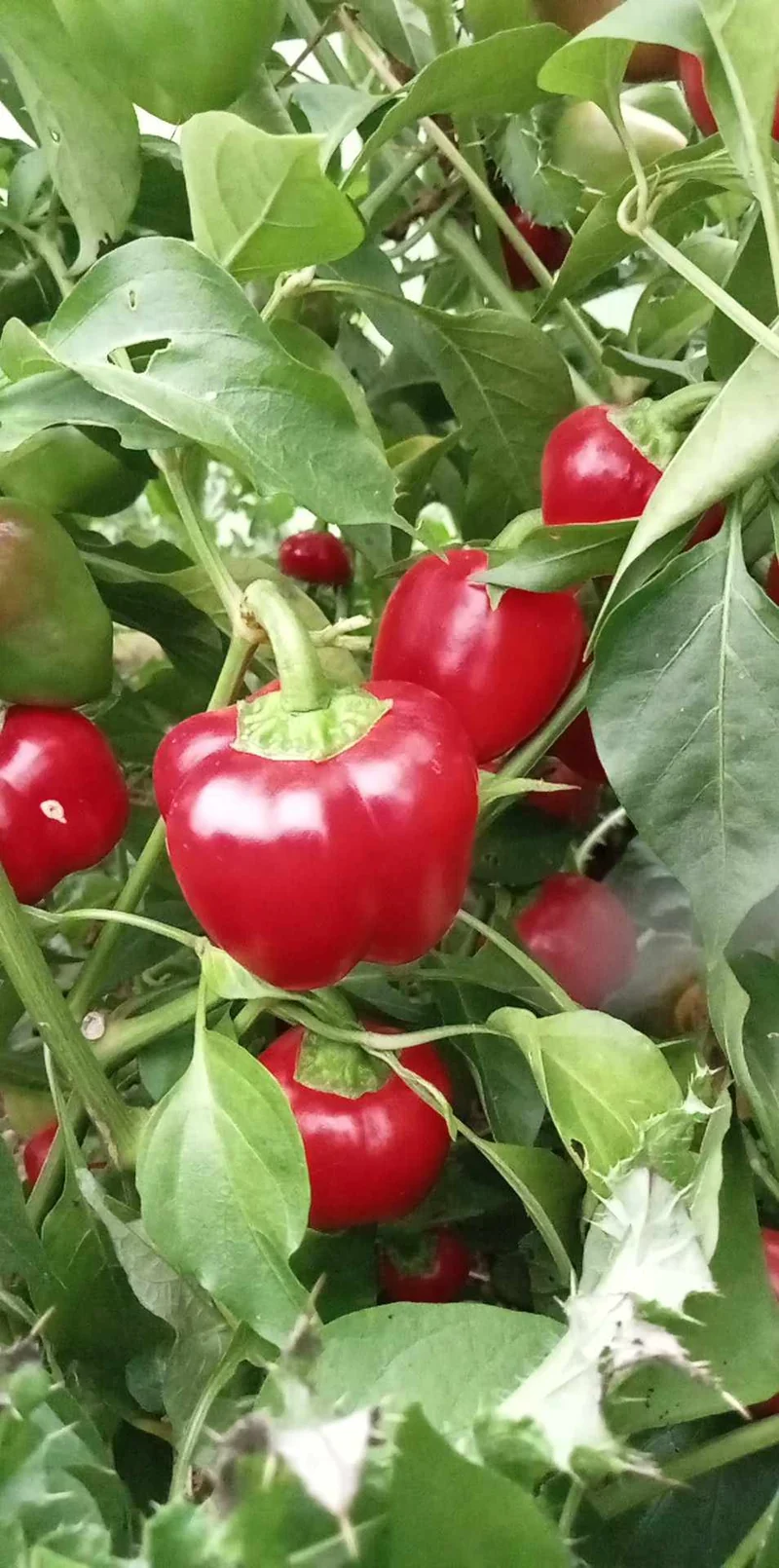 Poivron Red Bell