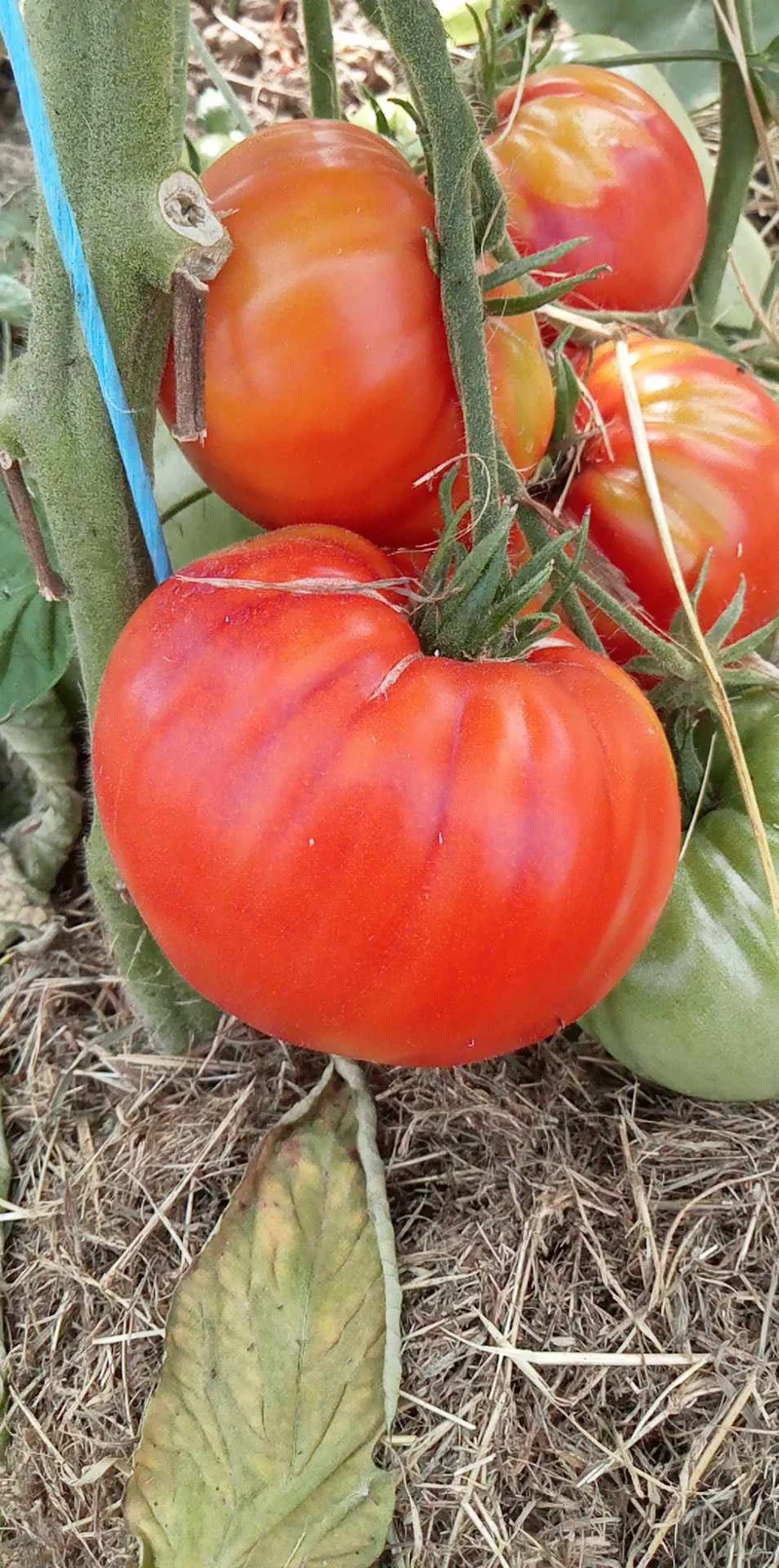 Tomate La Raphaëlle