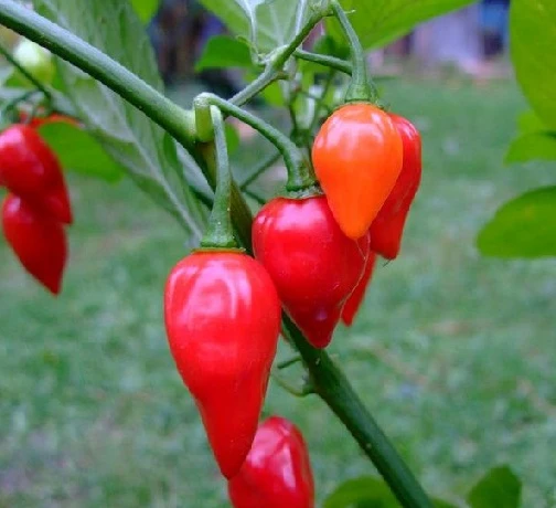 Piment Petit Bec