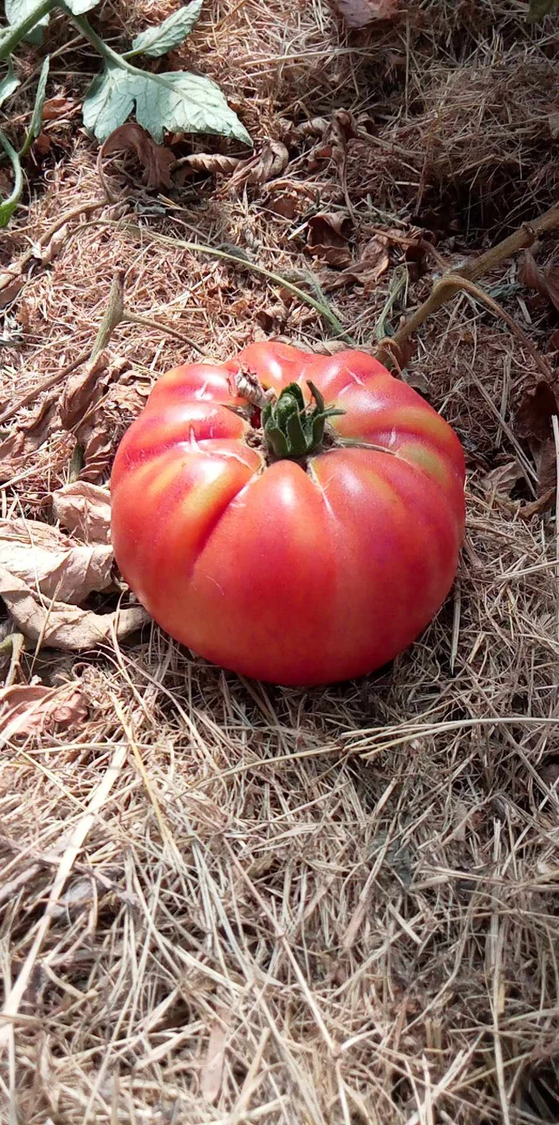 Tomate El Amar