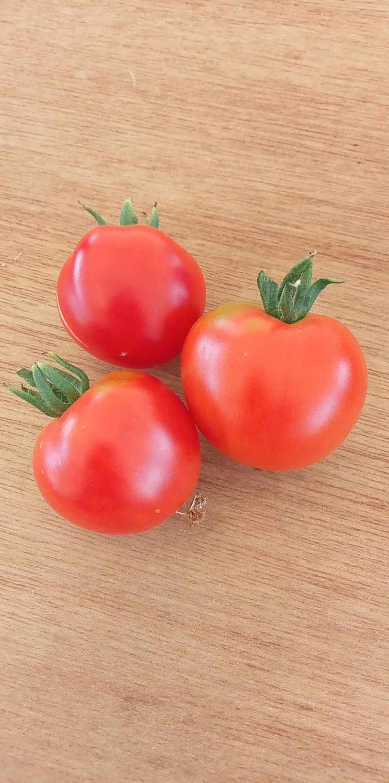 Tomate Slava