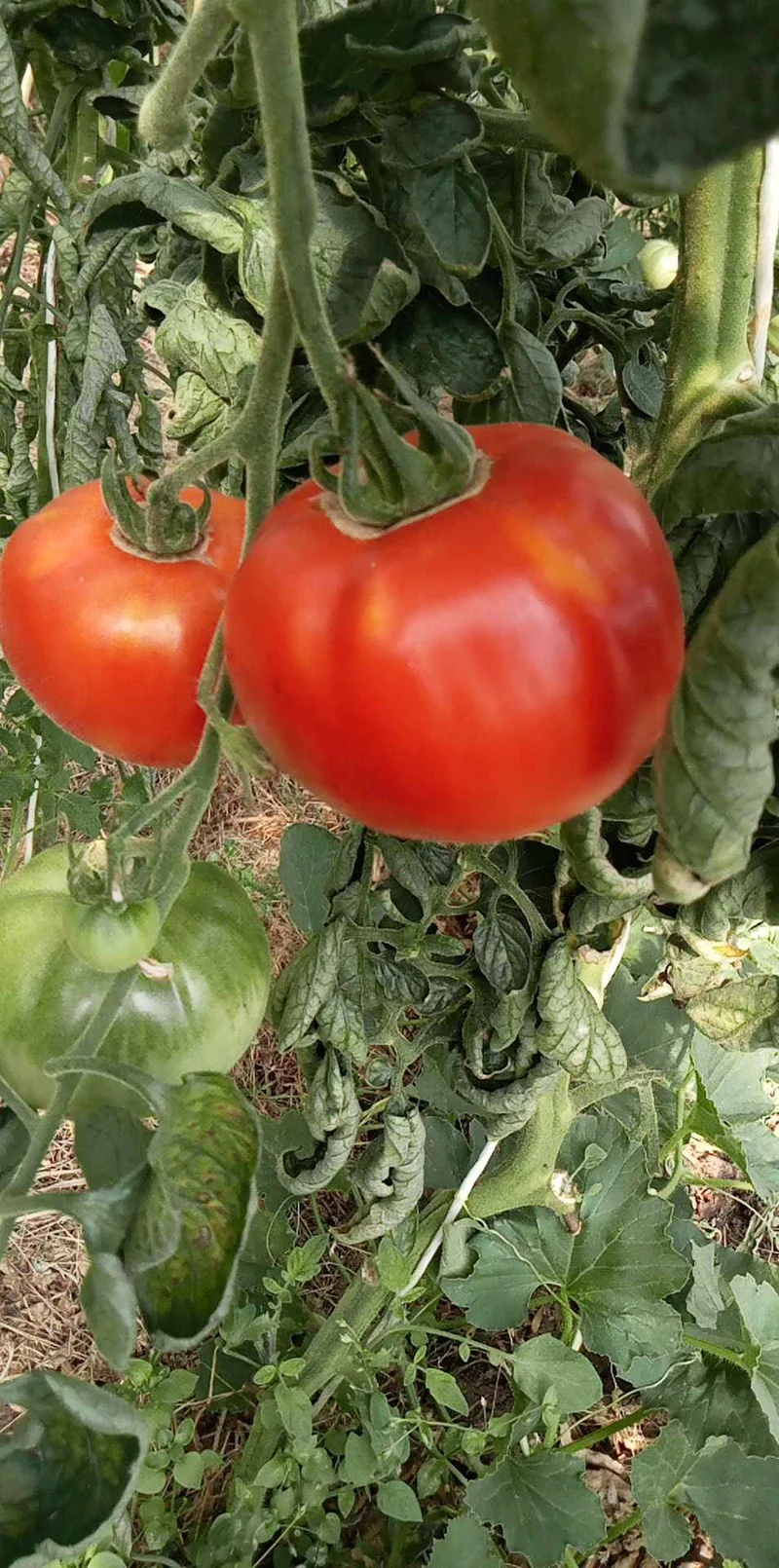 Tomate Royale des Guineaux