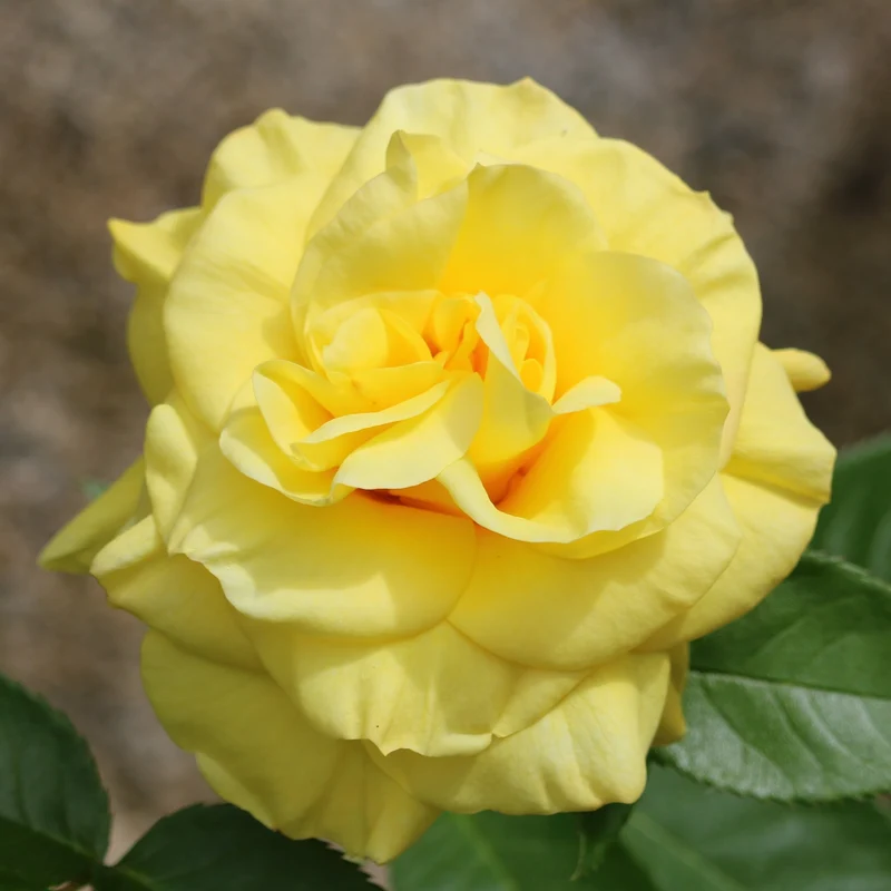 Rosier à massif jaune