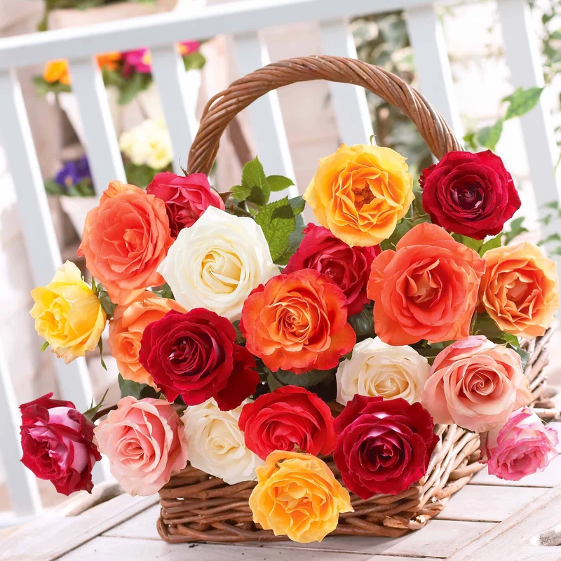 10 Rosiers buissons en mélange