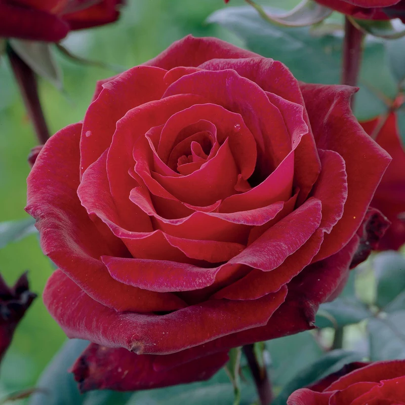 Rosier buisson Barkarole
