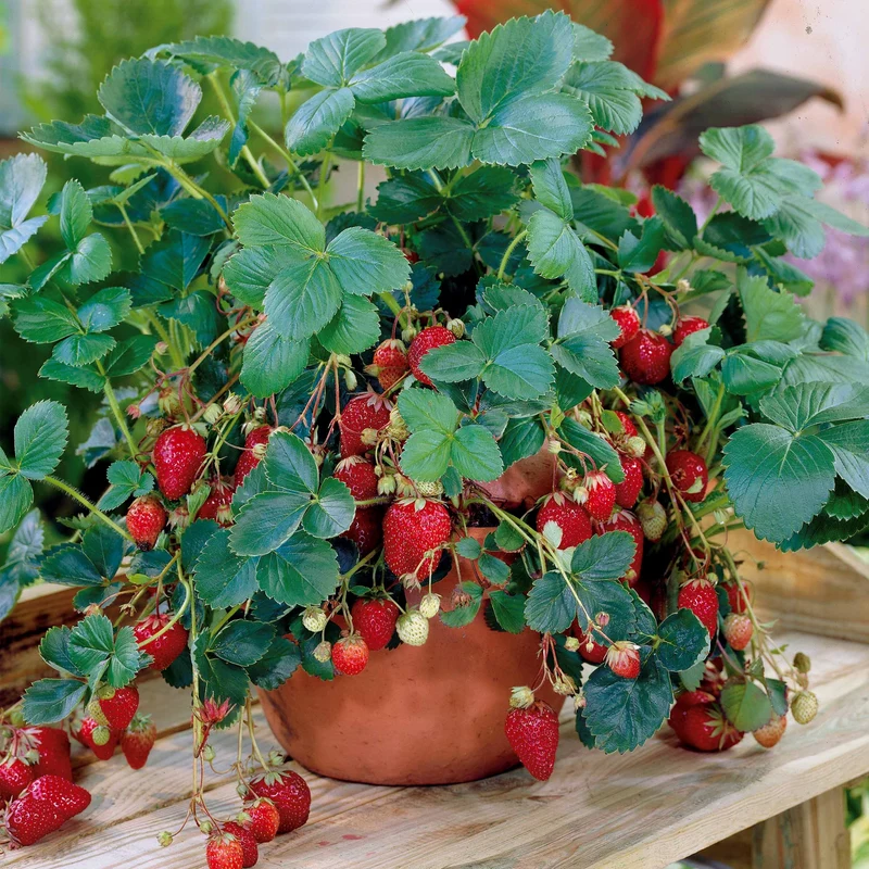 Fraisier remontant Maestro ®