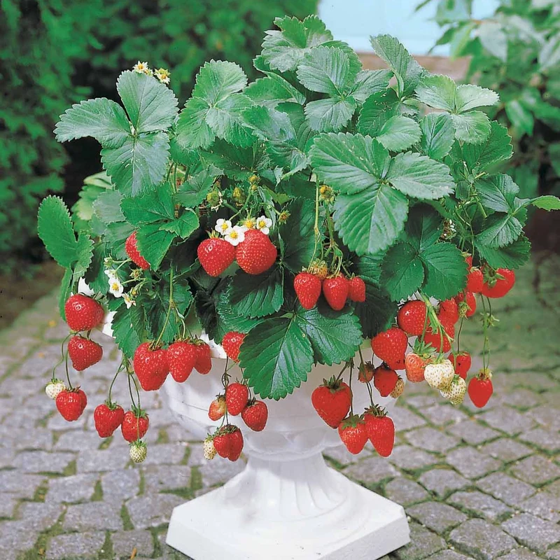 Fraisier remontant Maestro ®