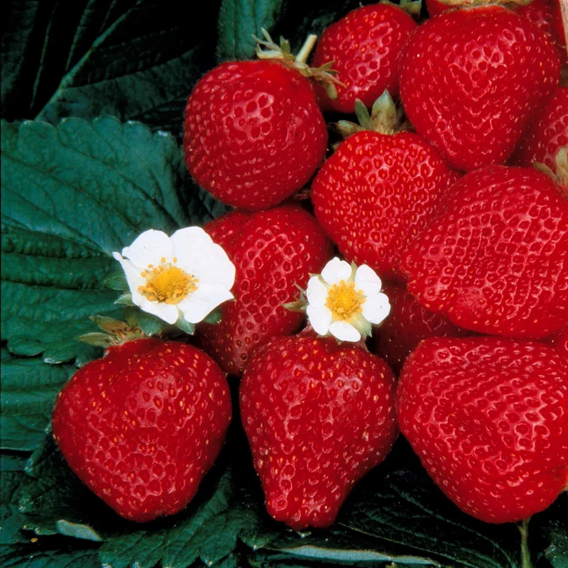 Fraisier remontant Maestro ®