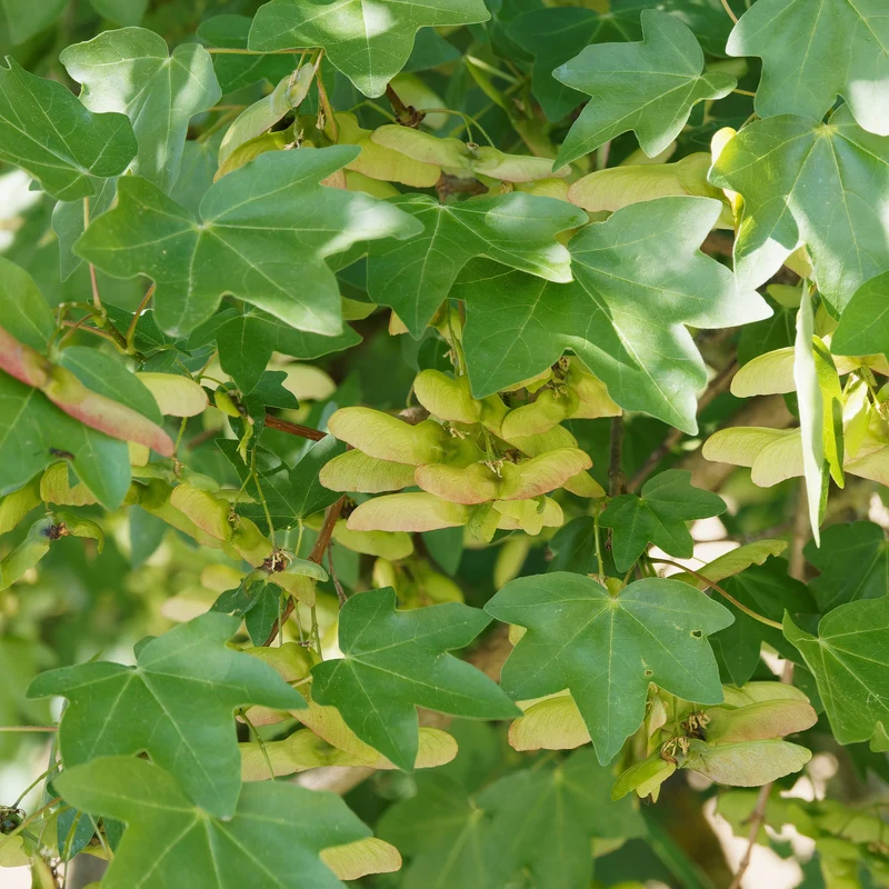 Haie de 10 Erables champêtre