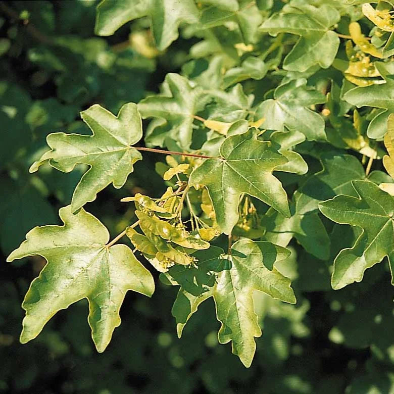 Haie de 10 Erables champêtre