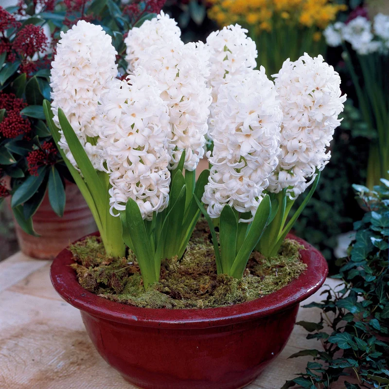 6 Jacinthes Carnegie blanche