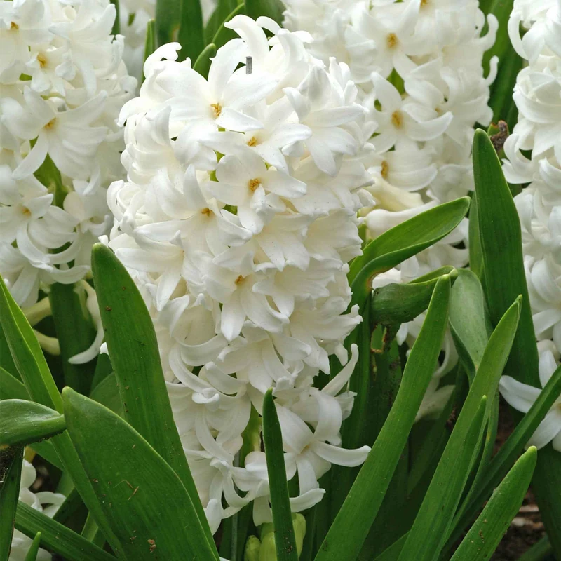 6 Jacinthes Carnegie blanche