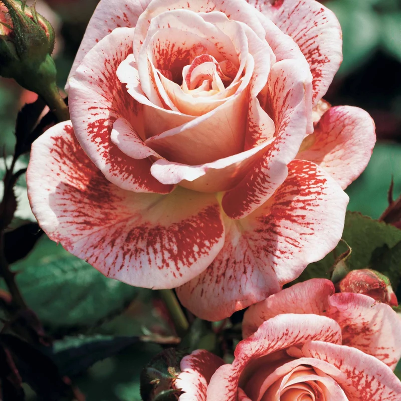Collection de 3 Rosiers buissons : Osiria, Famosa, Double Delight