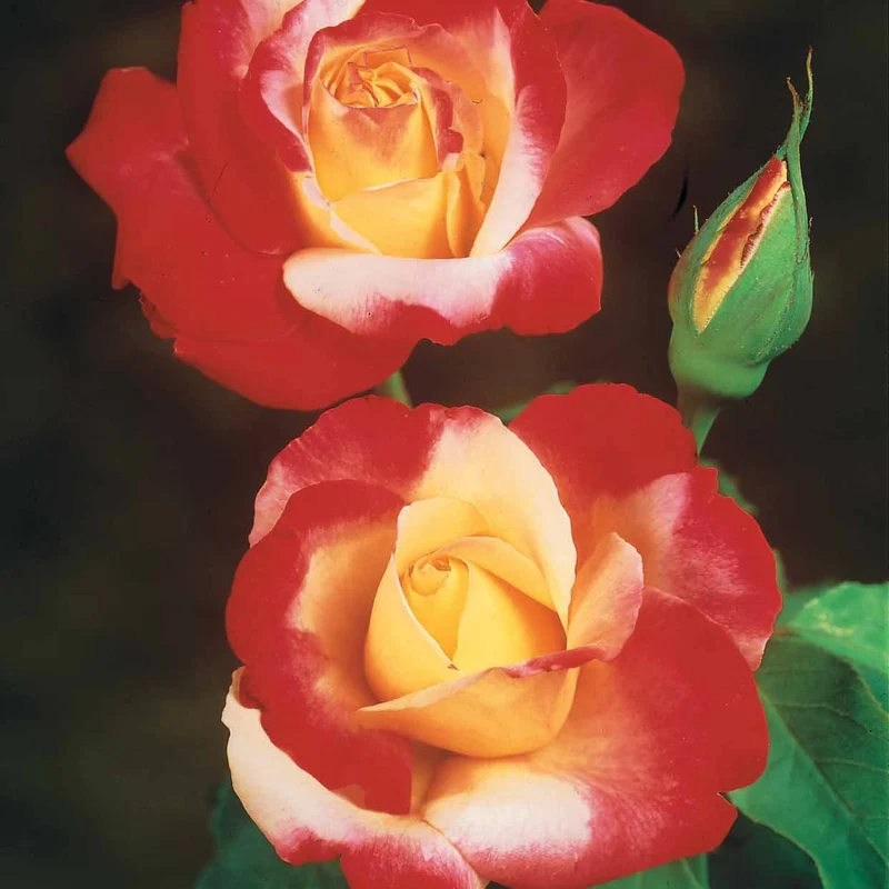 Collection de 3 Rosiers buissons : Osiria, Famosa, Double Delight