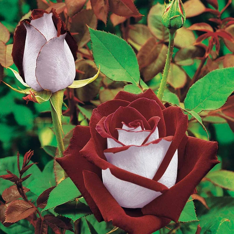 Collection de 3 Rosiers buissons : Osiria, Famosa, Double Delight