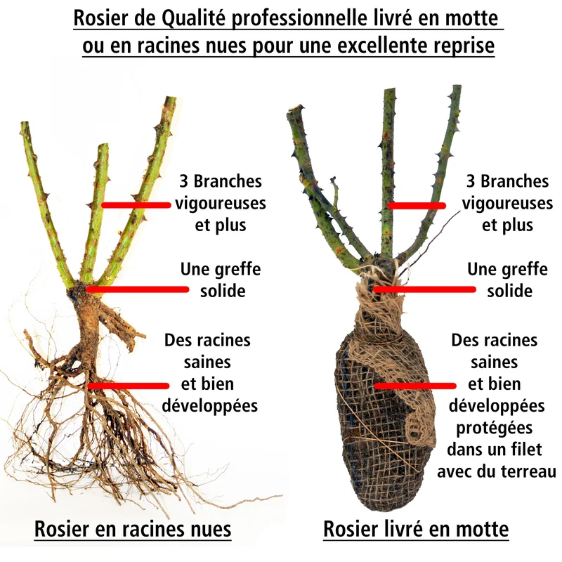 Collection de 3 Rosiers buissons : Osiria, Famosa, Double Delight