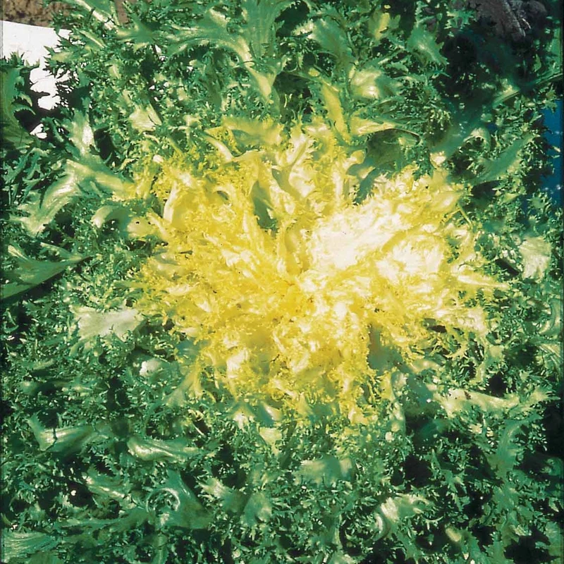 Chicorée frisée Grosse pommant seule