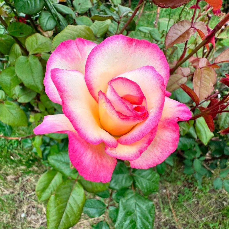 Rosier grimpant Händel