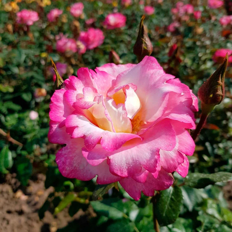 Rosier grimpant Händel