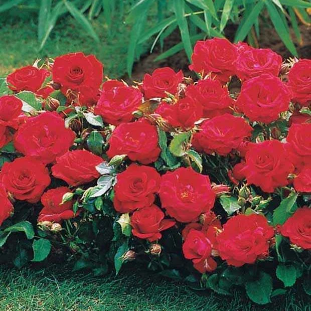 3 Mini-rosiers Randilla rouge
