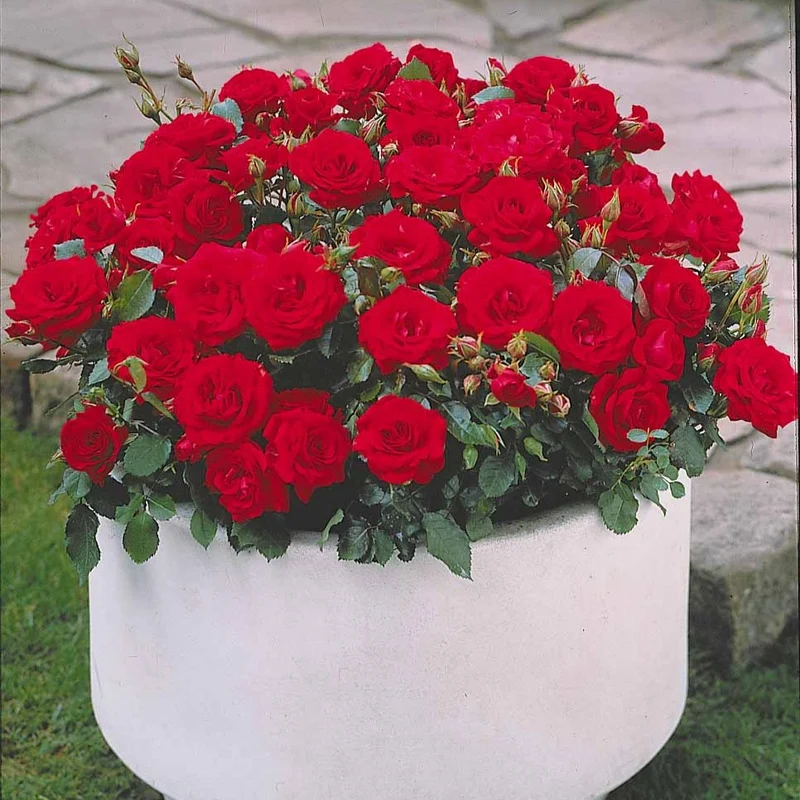 3 Mini-rosiers Randilla rouge