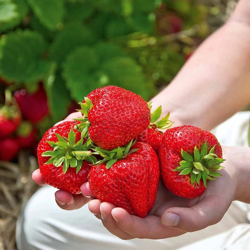 Collection de 60 fraisiers à récoltes échelonnées