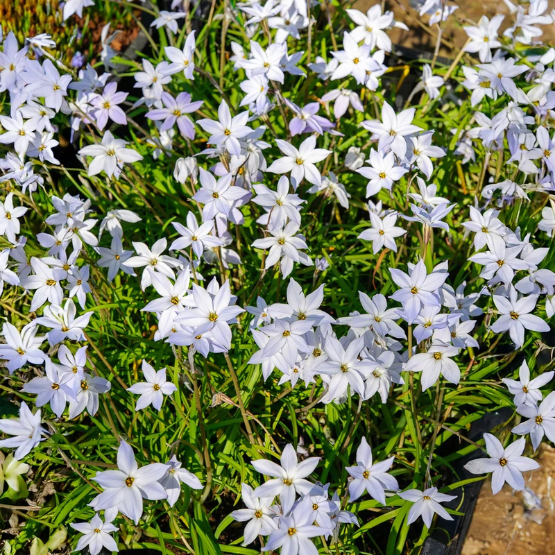 15 Etoiles de printemps Wisley Blue