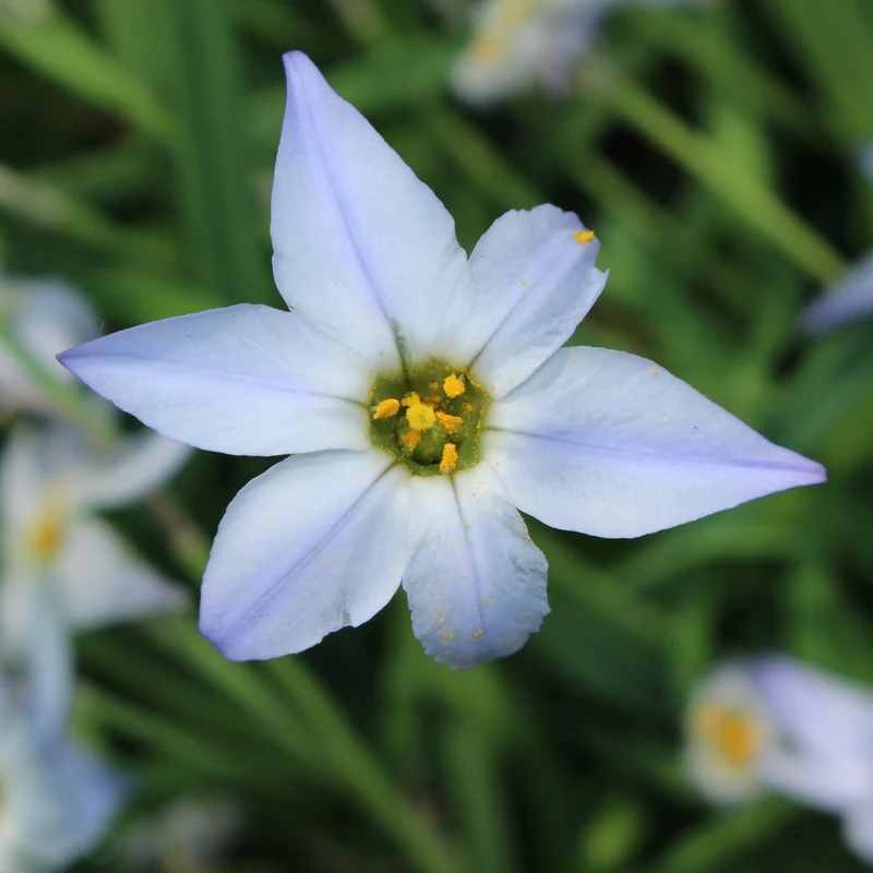 15 Etoiles de printemps Wisley Blue