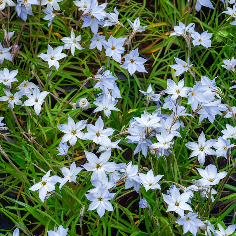15 Etoiles de printemps Wisley Blue