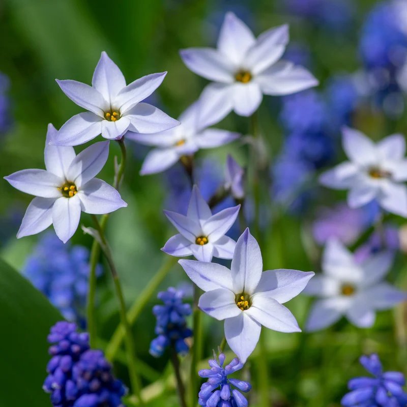 15 Etoiles de printemps Wisley Blue