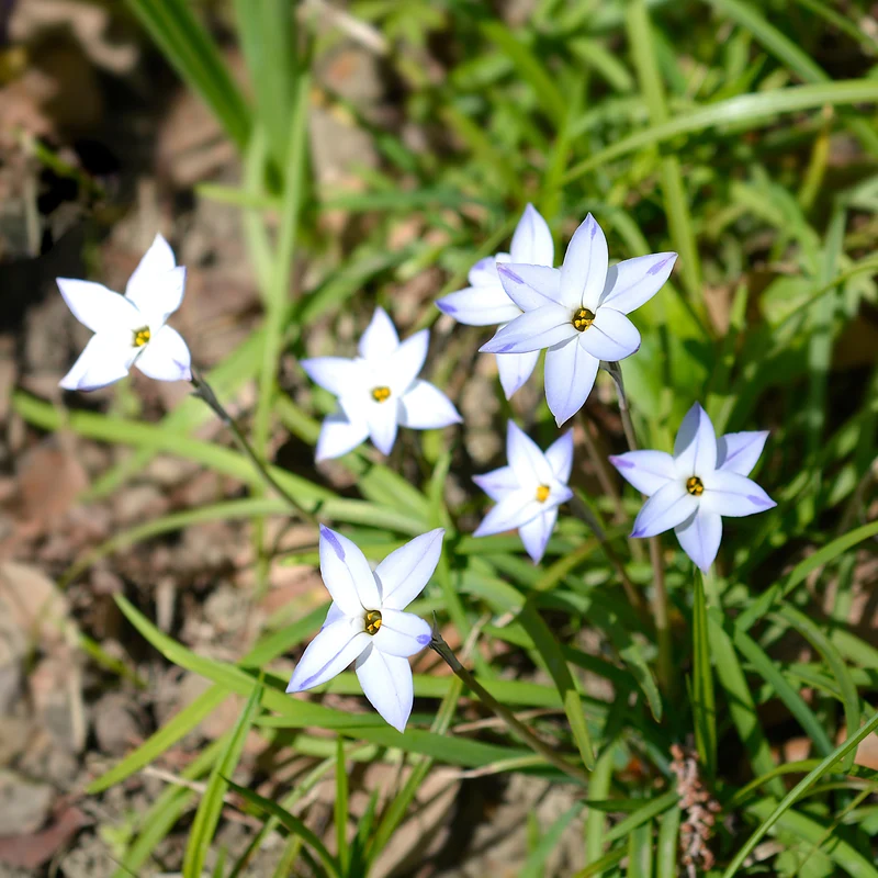 15 Etoiles de printemps Wisley Blue