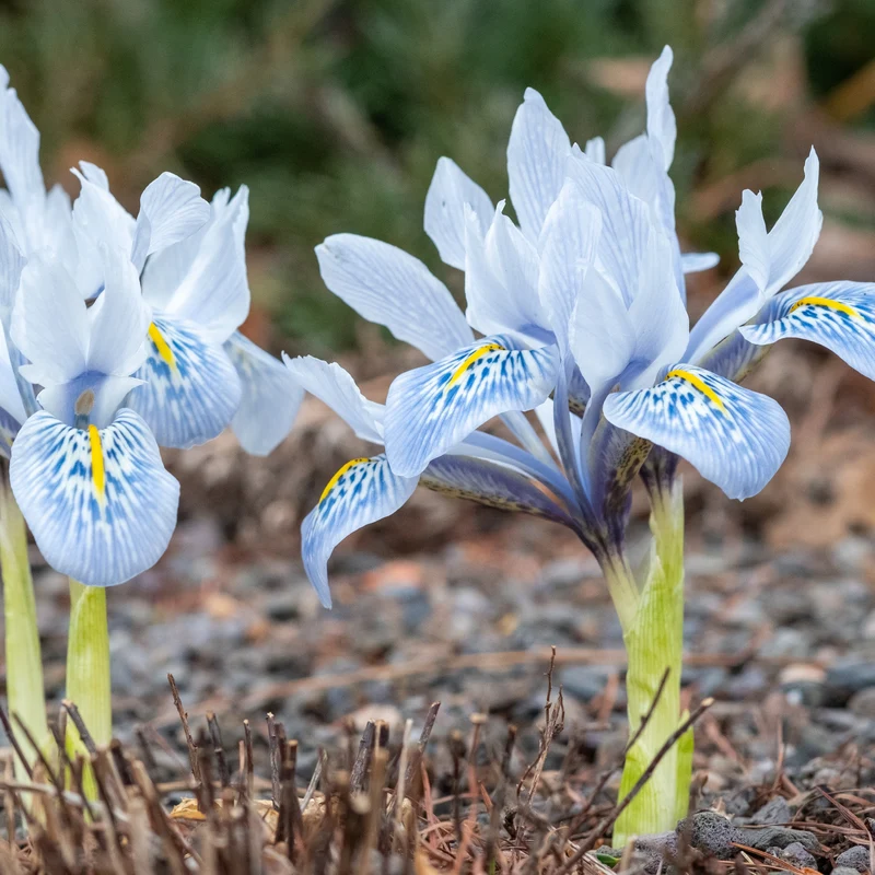 10 Iris reticulé Katherine Hodgkin