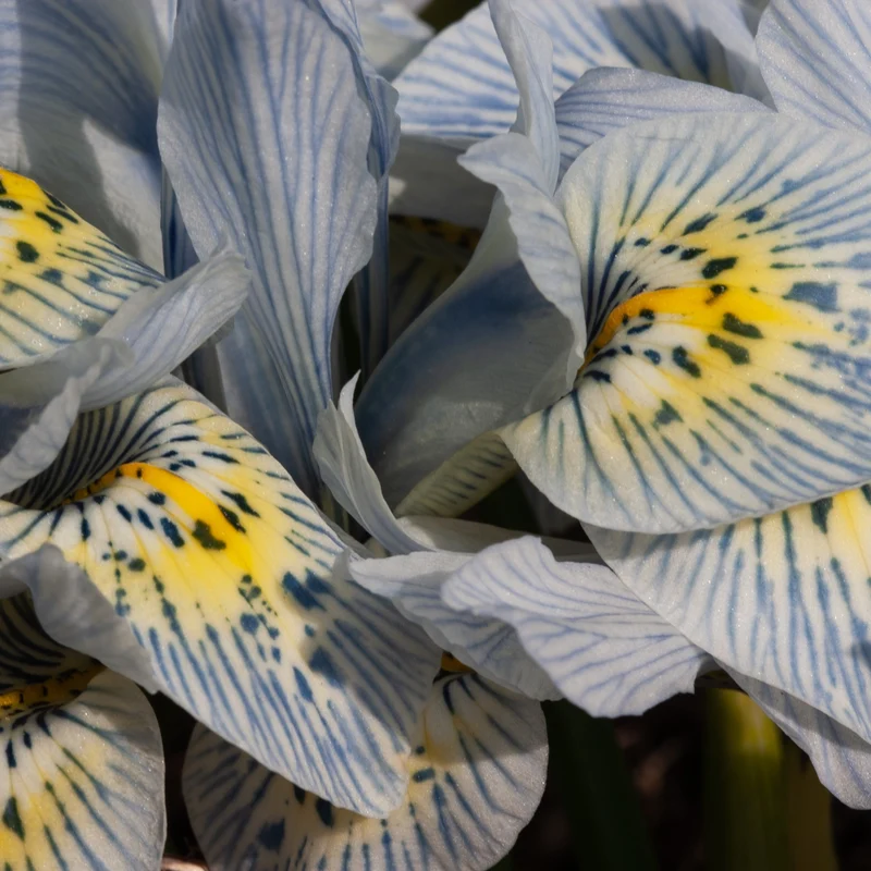 10 Iris reticulé Katherine Hodgkin