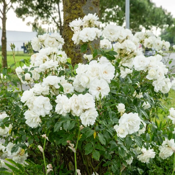 Rosier sur tige Korbin