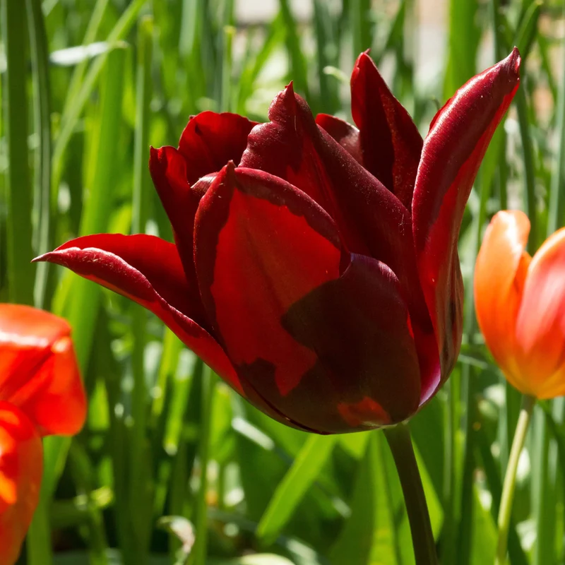 8 Tulipes Merlot